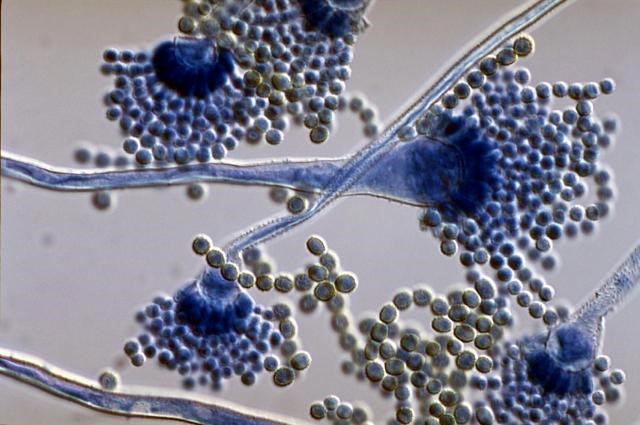 Aflatoxin-1.-kép.jpg